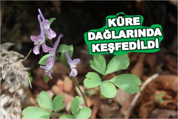 küre dağları, milli park, abant kazgagası, 