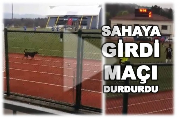 futbol sahasına giren köpek, bartın, amatör küme, köpek sahaya girdi,