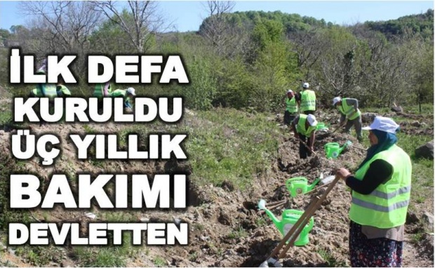 kestane bahçesi, uğurlar köyü kestane bahçesi, bartın kestane bahçesi,