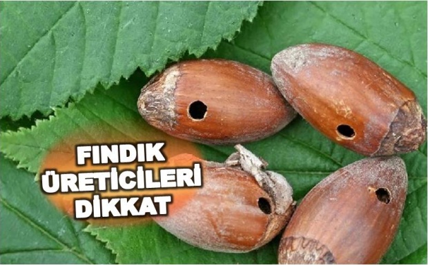 fındık kurdu, bartın tarım il müdürlüğü