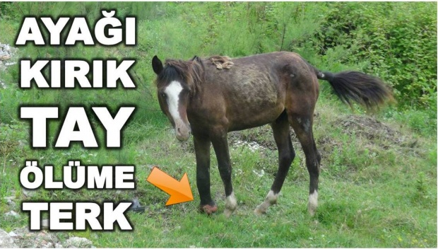 tay, at, ayağı kırık, bartın, kırık ayak