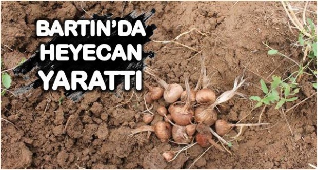 safran, bartın, safran soğanı, safran bitkisi, üretimi, dikimi, fiyatı, yararları