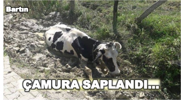 bartın, çayır köyü, inek, çamura saplanan inek, afad, afad bartın