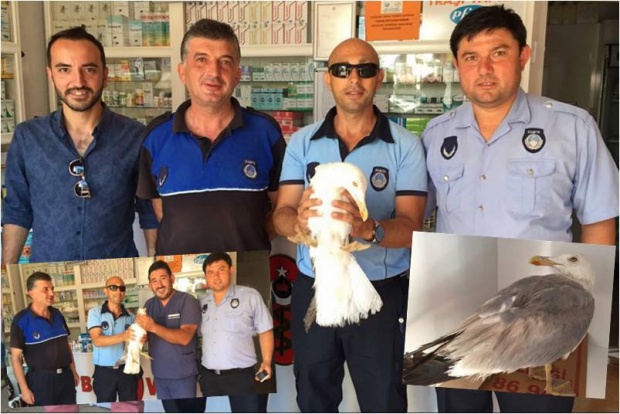 martı, zabıta, yaralı, inkumu, bartın, veteriner, hekim