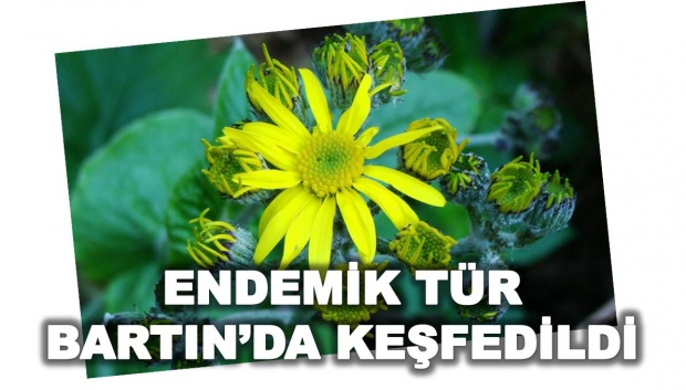 bartın, üniversite, güzelcehisar, lav, sütun, turanotu, turanecio hypochionaeus, bitki, endemik