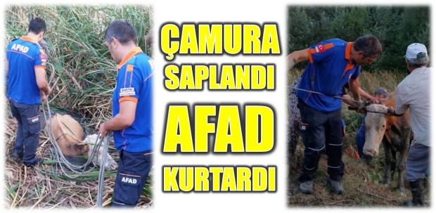 afad, bartın, il afet acil durum müdürlüğü, kurtarma, operasyon