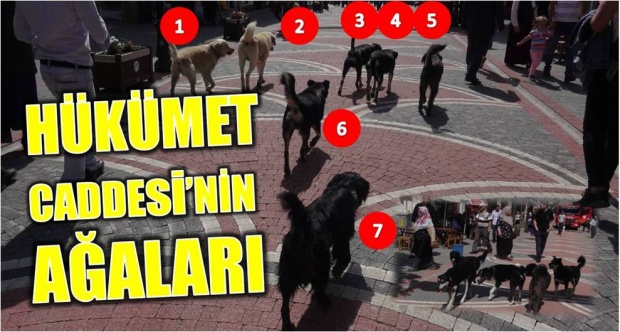 bartın, hükümet caddesi, köpek, köpekler