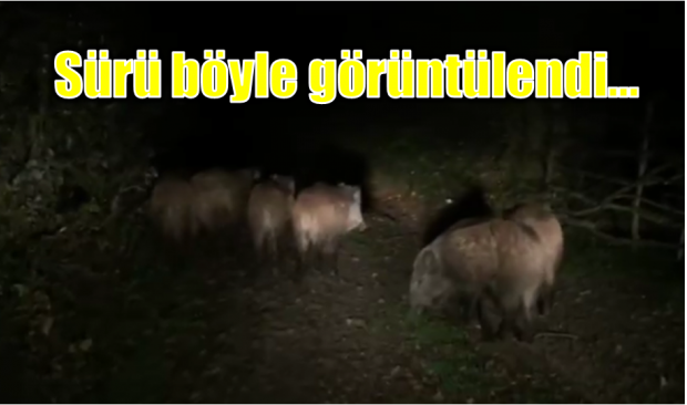 selami ünsal, veteriner hekim selami ünsal, bartın, bartın domuz görüntüleri, bartın haberleri, haber bartın