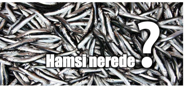 hamsi, karadeniz, hamsi, bartın