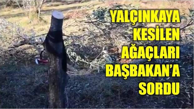 rıza yalçınkaya, amasra, hema, zeytin ağaçları, ağaç kesme, zeytin ağacı, amasra zeytin, termik santral