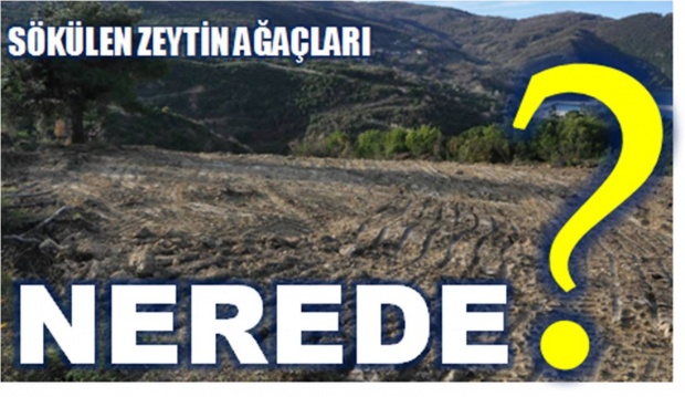 amasra, termik santral, zeytin ağaçları, bartın, termik, santral