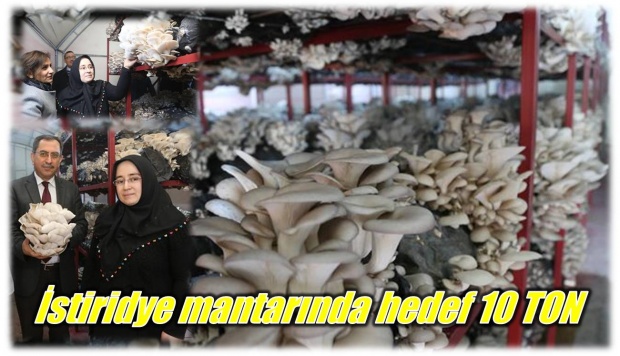 istiridye mantarı, bartın, mantar, mantar üretimi, genç çiftçi, proje, abdulsetter bayram, şükran özdemir, bartında mantar üretim