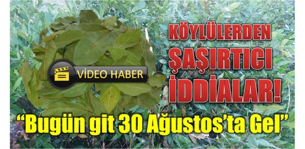 defne, defne yaprağı, bartın, defne yaprağı toplama, bartın defne yaprak, yaprak, defne yaprak