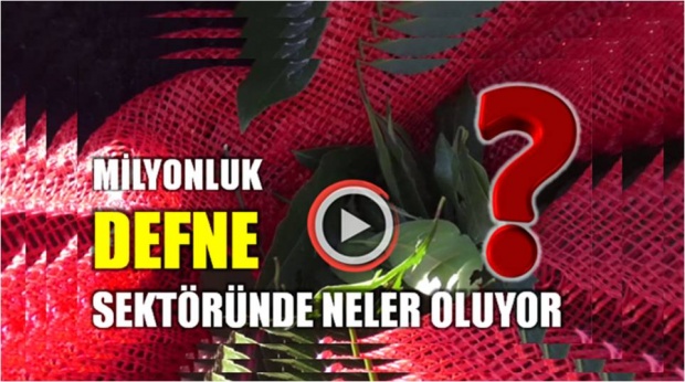 defne, defne yaprağı, bartın, defne yaprağı toplama, bartın defne yaprak, yaprak, defne yaprak