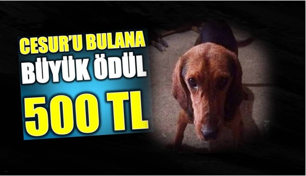 kumluca, av köpeği, kayıp köpek, cesur, hasan bayraktar, ödül, bulana ödül, bartın, bartın tv, bartın televizyonu, bartın haber
