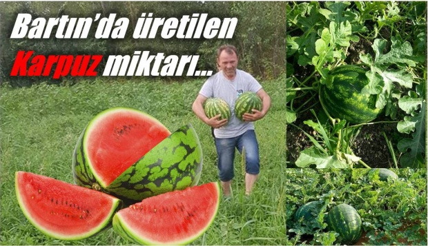 karpuz, bartın, karpuz üretimi, bartın karpuz üretimi, tüik, veri, bartın tarım, tarım bartın, bartın haber, haber tv, abamedya, bartın tv