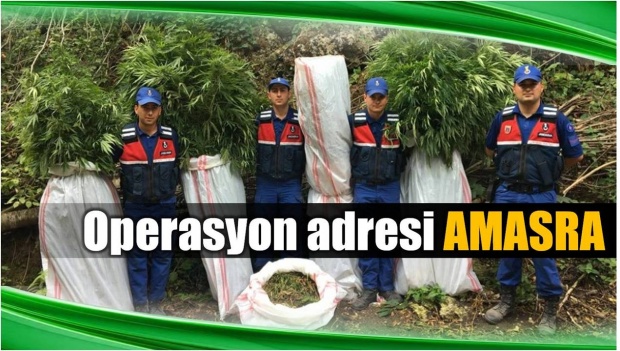 jandarma, bartın, bartın il jandarma, amasra, uyuşturucu, esrar, kenevir, silah, tüfek, operasyon, çanakçılar köyü, uyuşturucu imalatı, uyuşturucu ticareti, haber, bartın tv